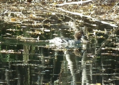 Bucephala clangula clangula