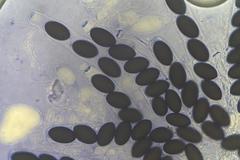 Sordaria macrospora