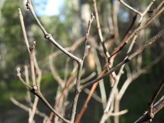 Persoonia cornifolia
