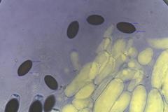 Sordaria macrospora