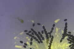Sordaria macrospora
