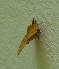 Catacantha ferruginea