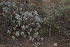 Salvia apiana × mellifera
