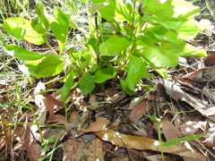 Persoonia cornifolia