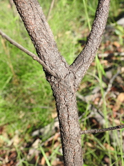 Persoonia cornifolia