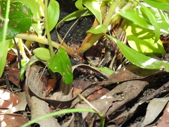 Persoonia cornifolia