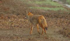Canis latrans ochropus