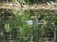 Bucephala clangula clangula