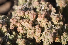 Atriplex vesicaria