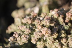 Atriplex vesicaria