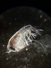 Themisto pacifica