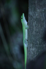 Phelsuma kochi