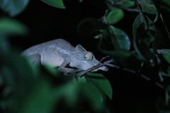 Furcifer angeli