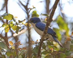 Cyanolanius madagascarinus