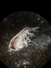 Themisto pacifica