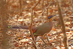 Coua ruficeps