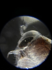 Themisto pacifica