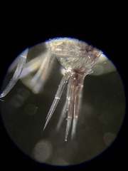 Themisto pacifica