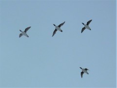 Bucephala clangula clangula