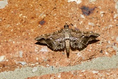 Merodictya marmorata