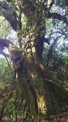 Ruprechtia laxiflora