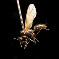 Camponotus