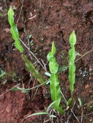Baccharis trimera