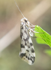 Greya punctiferella