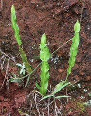 Baccharis trimera