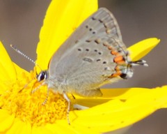 Satyrium californica