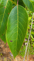 Pseudocercospora kaki