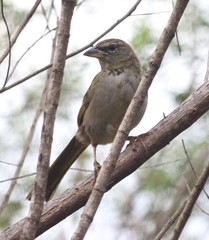 Embernagra longicauda