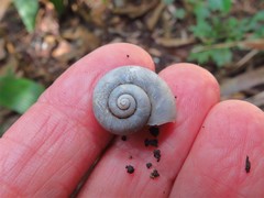 Neocyclotus dysoni