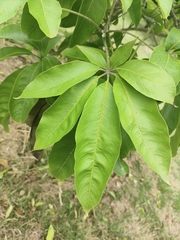 Casimiroa