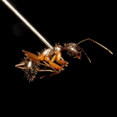 Camponotus
