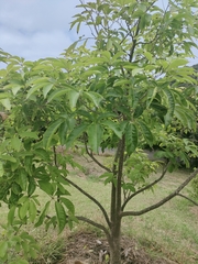 Casimiroa