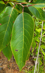 Pseudocercospora kaki