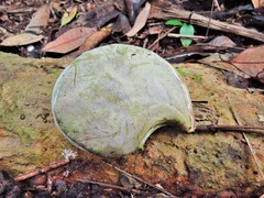 Aspidosperma