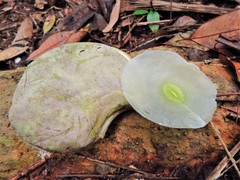 Aspidosperma