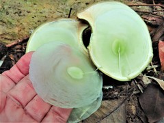 Aspidosperma