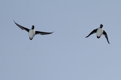 Bucephala clangula clangula