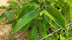 Pseudocercospora kaki