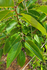 Pseudocercospora kaki