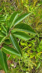 Pseudocercospora kaki