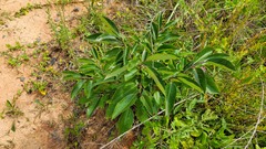 Pseudocercospora kaki