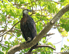 Haliaeetus vociferoides
