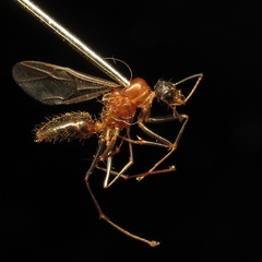 Camponotus