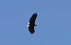 Haliaeetus vociferoides