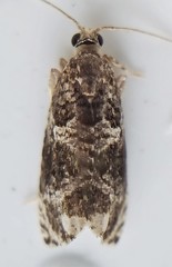 Olethreutes appendiceum