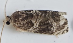 Olethreutes appendiceum